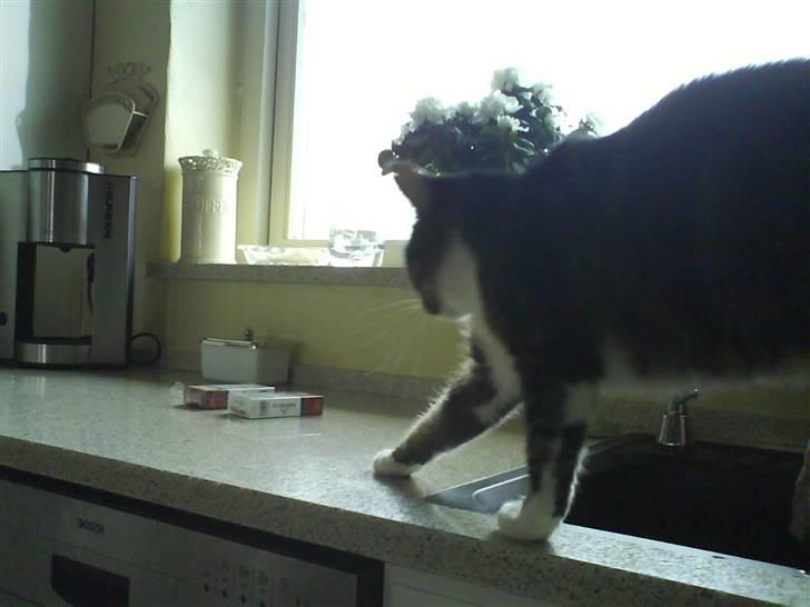 Huskat mille :D. billede 11