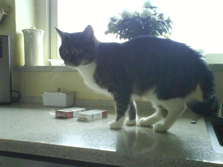 Huskat mille :D. billede 12