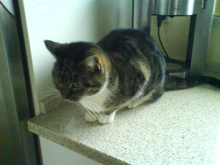 Huskat mille :D. billede 13