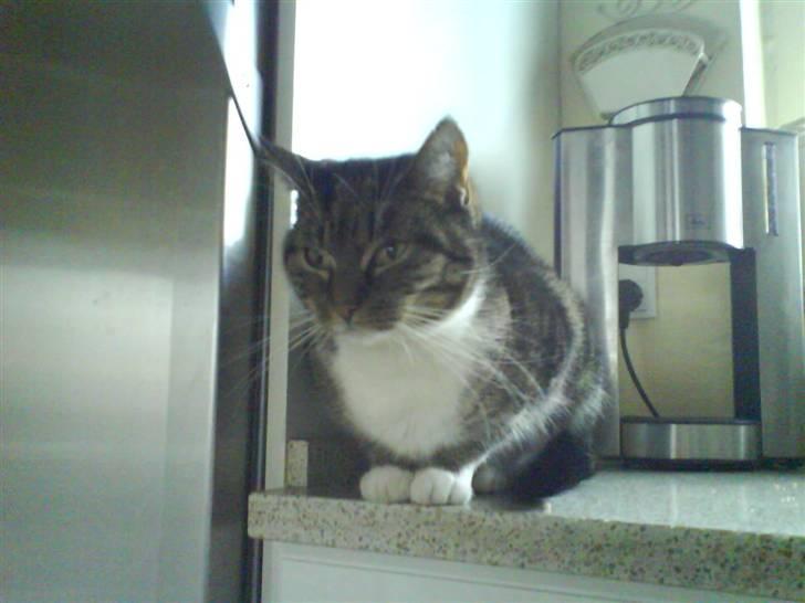 Huskat mille :D. billede 14