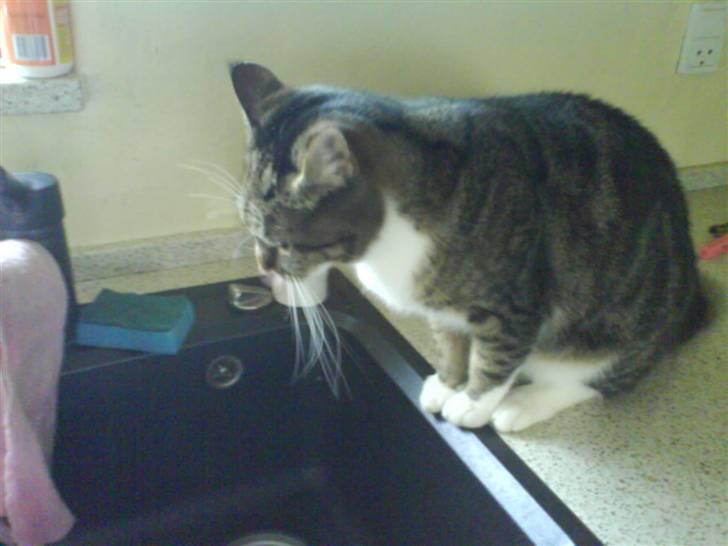 Huskat mille :D. billede 18