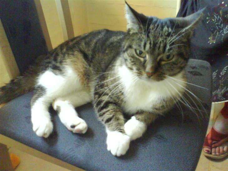 Huskat mille :D. billede 19