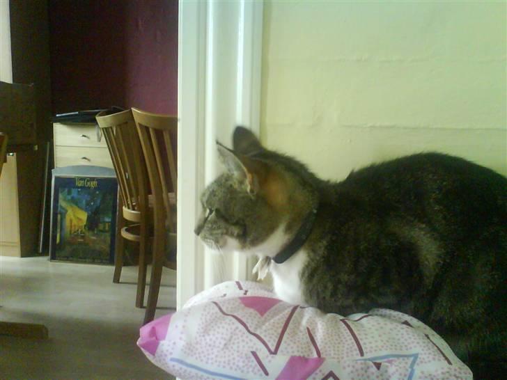 Huskat mille :D. billede 20