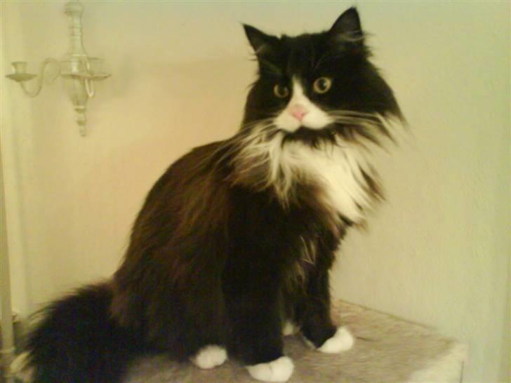 Blanding af racer bimse. - bimse. billede 10