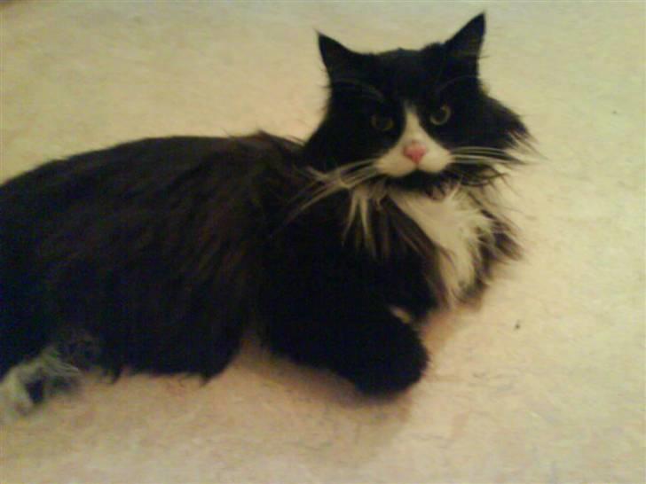 Blanding af racer bimse. - bimse. billede 11