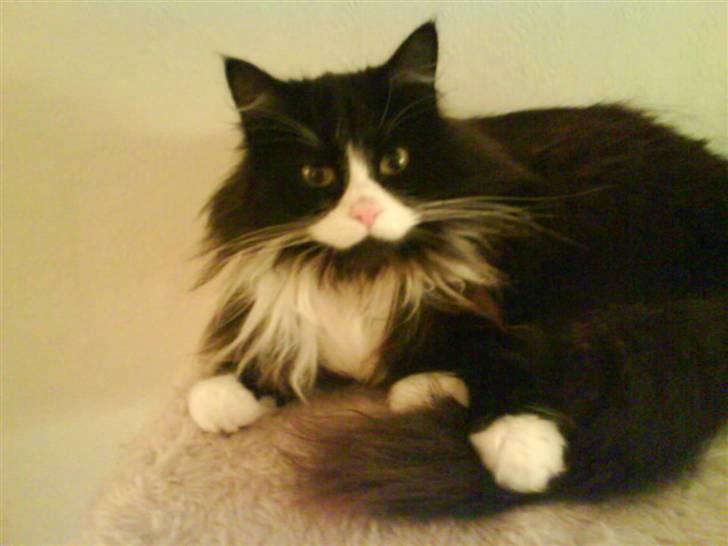 Blanding af racer bimse. - bimse. billede 12