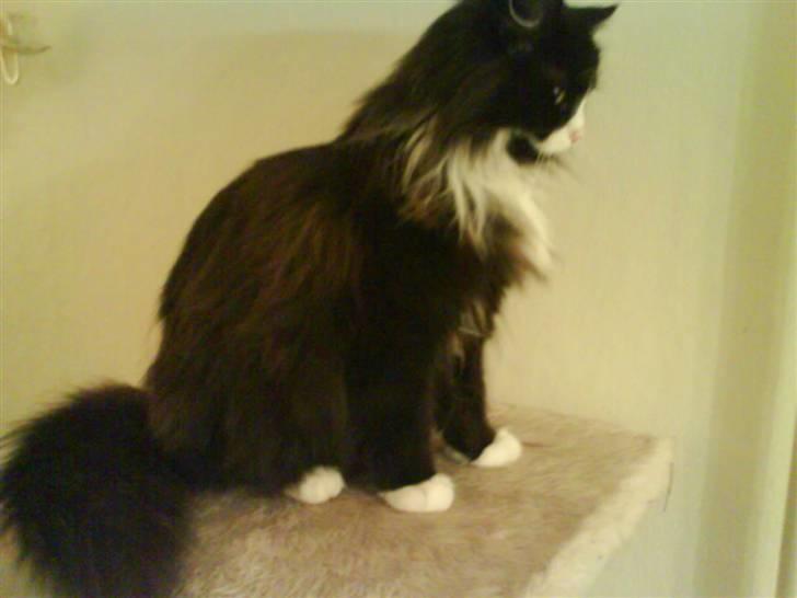 Blanding af racer bimse. - bimse. billede 13