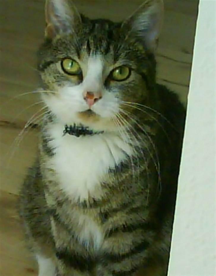 Huskat Bjørn - Bjørn.  <3 billede 1