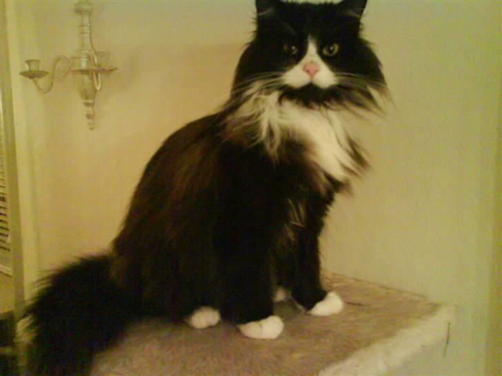 Blanding af racer bimse. - bimse. billede 14