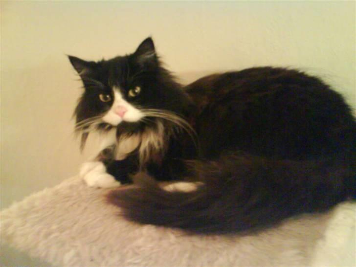 Blanding af racer bimse. - bimse. billede 15