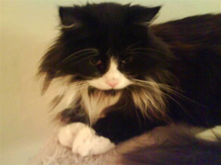 Blanding af racer bimse. - bimse. billede 16