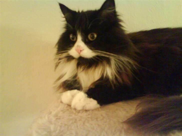 Blanding af racer bimse. - bimse. billede 17