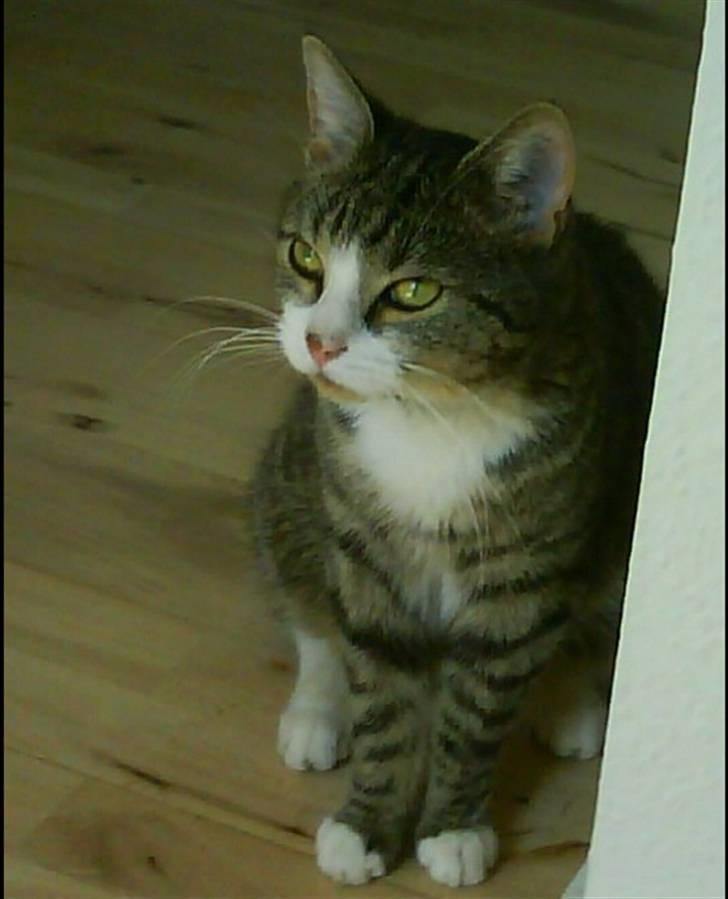 Huskat Bjørn billede 2