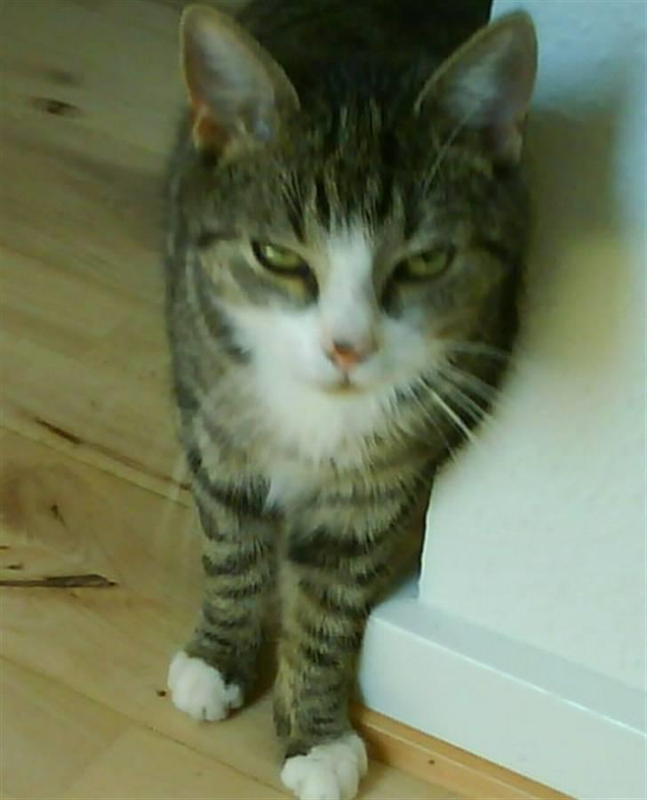 Huskat Bjørn - Bjørn igang med at spinde.. Hehe.. billede 3