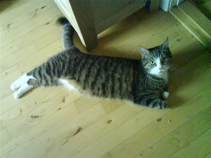 Huskat Bjørn - Bjørn helt afslappet... billede 4