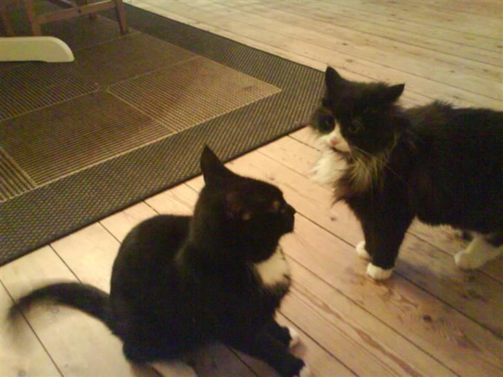 Blanding af racer bimse. - bimse&buster gør klar til angreb xD billede 18