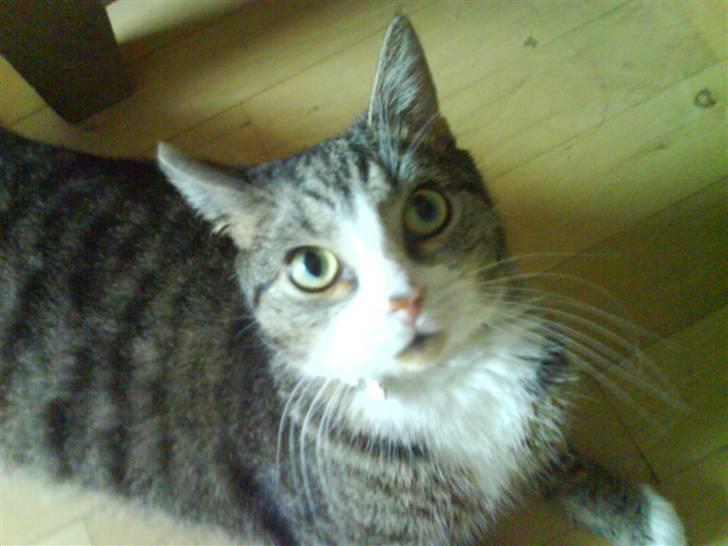 Huskat Bjørn - De store kugleøjne... Hehe... billede 5