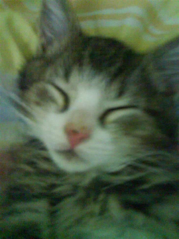 Huskat Bjørn billede 6