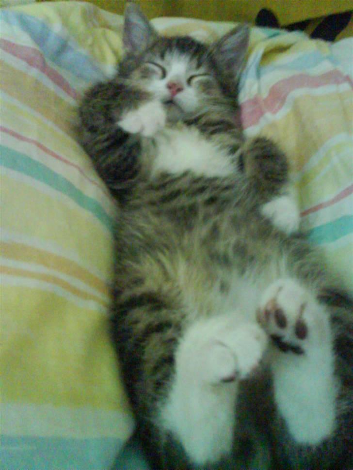 Huskat Bjørn billede 7