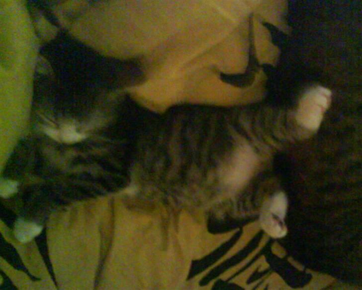 Huskat Bjørn billede 8