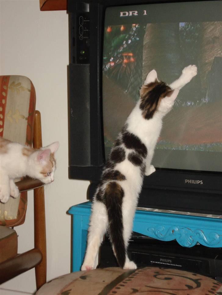 Blanding af racer | Lucky | Min!<3 - Der er ikke noget så godt som fjernsyn:D billede 1