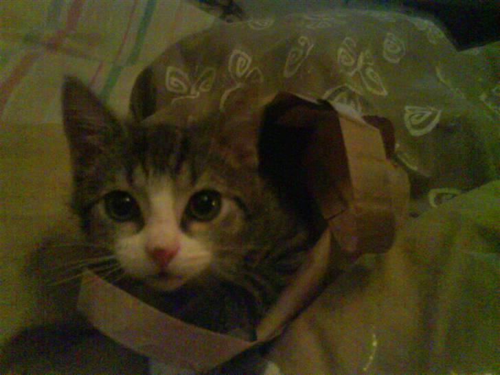 Huskat Bjørn billede 9