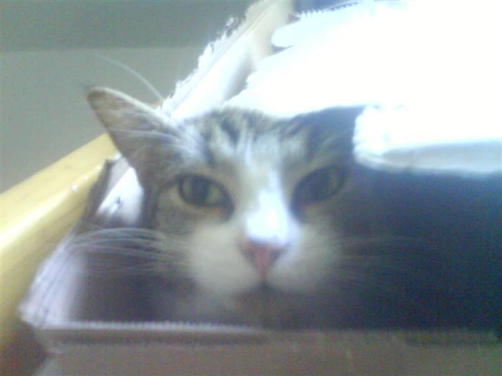 Huskat Bjørn - Bjørn elsker papkasser! billede 10