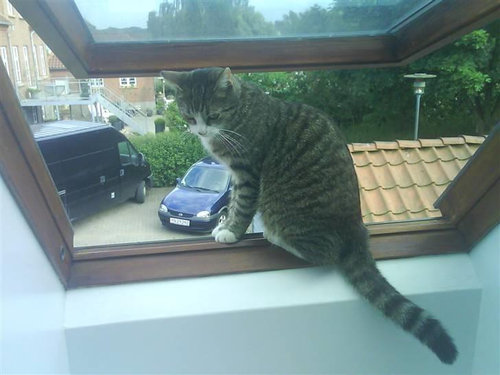 Huskat Bjørn billede 11