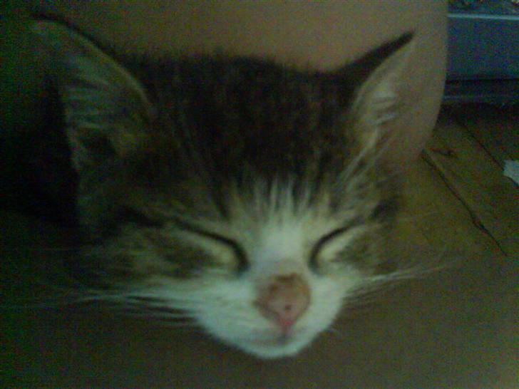 Huskat Bjørn billede 12