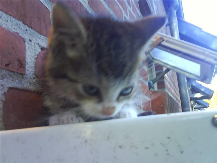 Huskat Bjørn - Bjørn som lille baby. billede 13