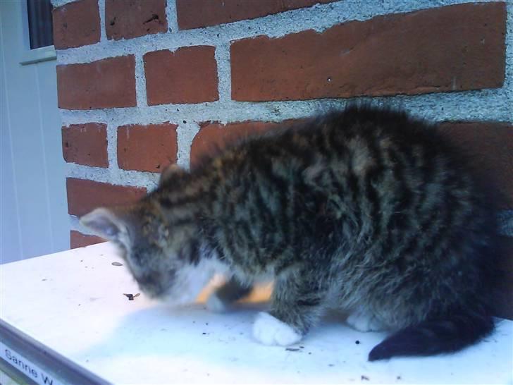 Huskat Bjørn billede 14