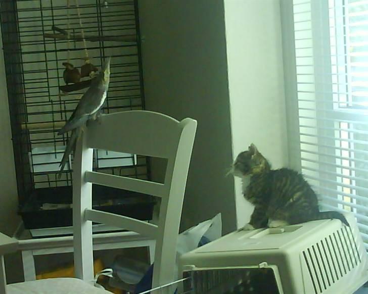 Huskat Bjørn - Bjørn dybt optaget af nymfeparakitten Lillepipper... billede 15