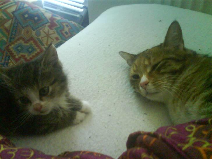 Huskat Bjørn - Bjørn og hans "storesøster" Lillemissen. billede 16