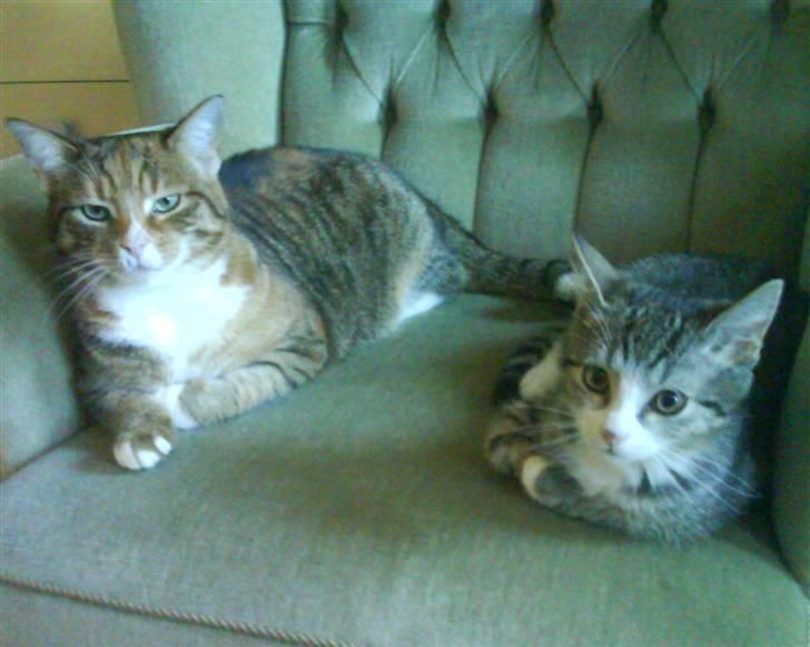 Huskat Bjørn - Bjørn og hans "storesøster" Lillemissen. billede 17