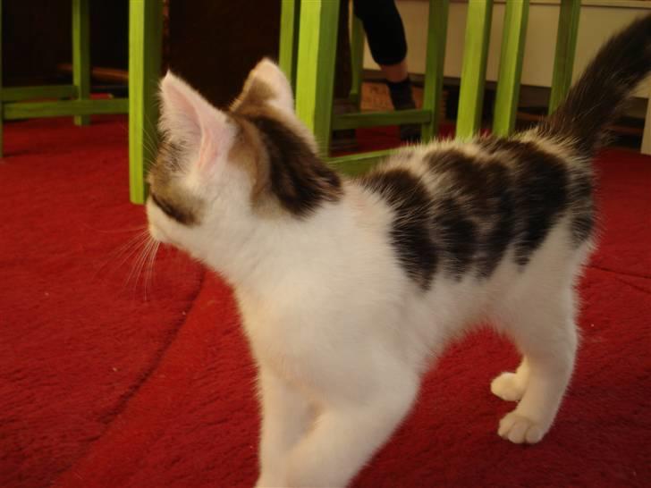 Blanding af racer | Lucky | Min!<3 billede 2