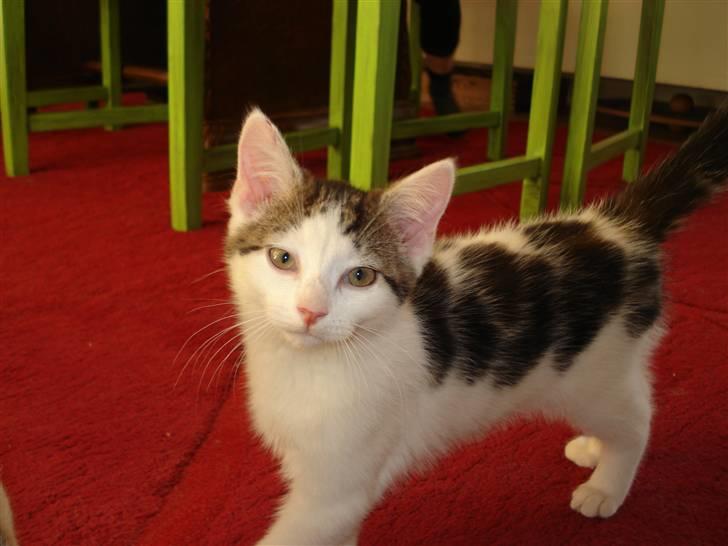 Blanding af racer | Lucky | Min!<3 billede 3