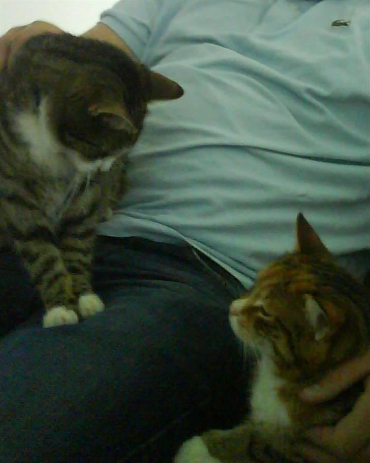 Huskat Lillemissen - Lillemissen og hendes "lillebror" Bjørn. billede 15