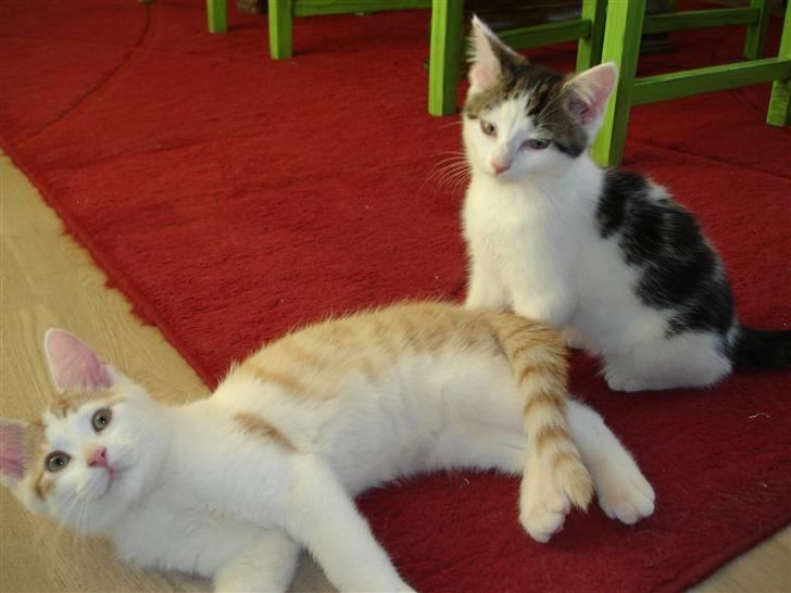 Blanding af racer | Lucky | Min!<3 billede 4