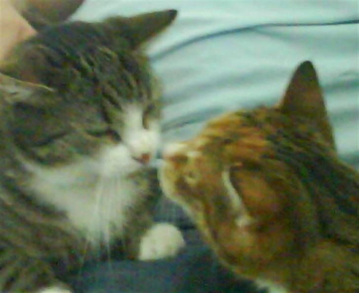 Huskat Lillemissen - Lillemissen og hendes "lillebror" Bjørn. billede 16