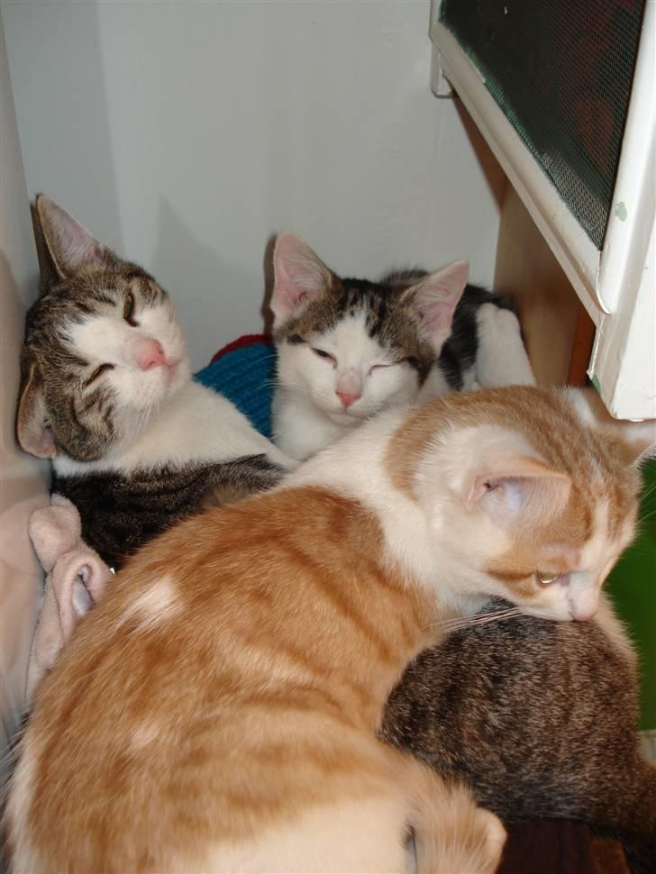 Blanding af racer | Lucky | Min!<3 - ligger liige og sover lidt;D billede 5