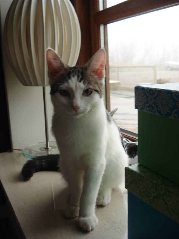 Blanding af racer | Lucky | Min!<3 billede 6