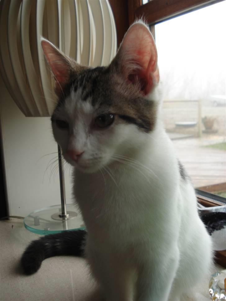 Blanding af racer | Lucky | Min!<3 billede 7