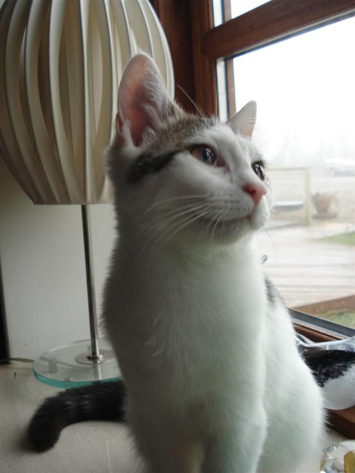 Blanding af racer | Lucky | Min!<3 billede 8