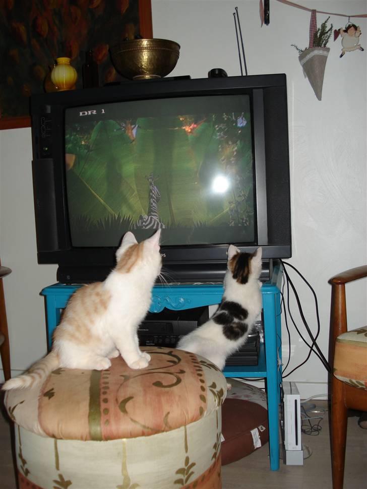 Blanding af racer | Lucky | Min!<3 billede 9