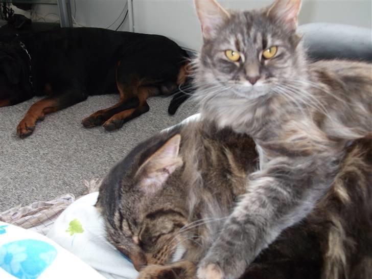 Maine Coon Fiona - så må heller se hvad skiver på pc....griner billede 7