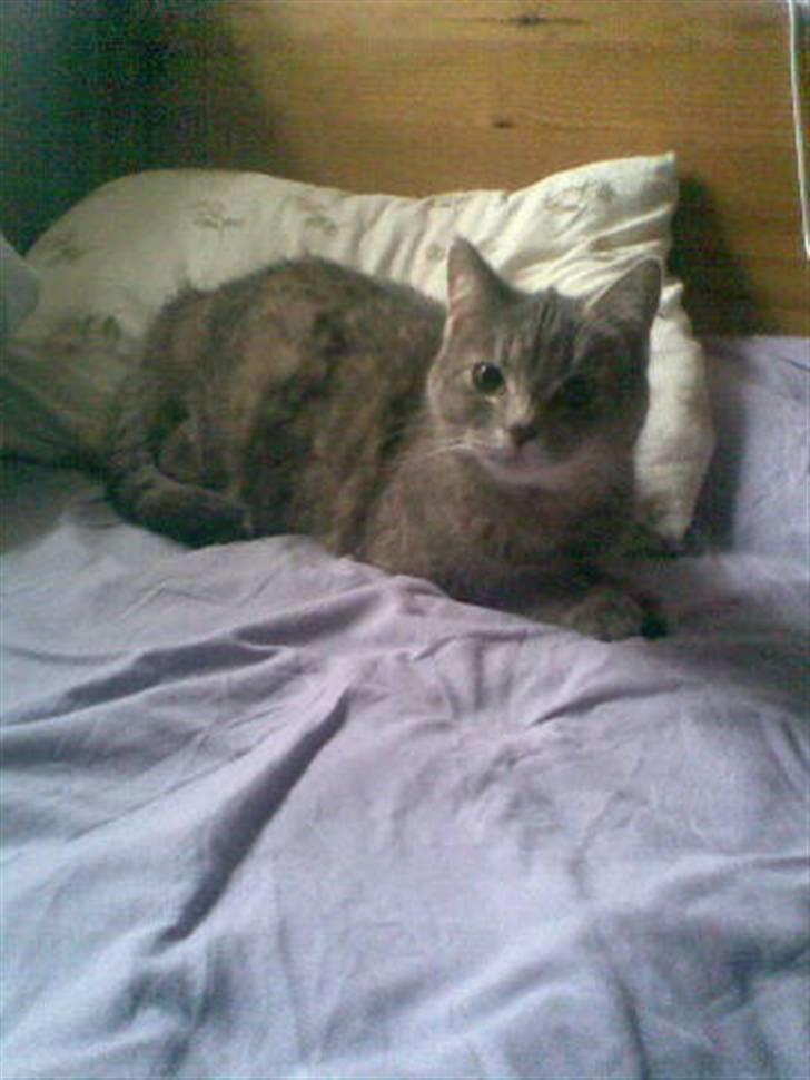 Huskat Felix <3 BORT LØBET billede 13