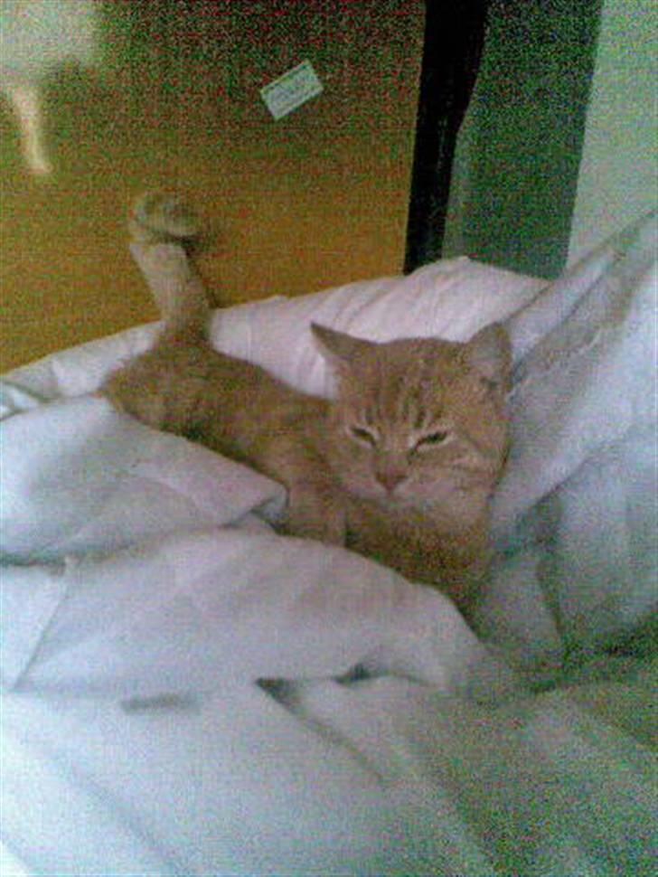 Huskat Oliver <3 BORT LØBET billede 2