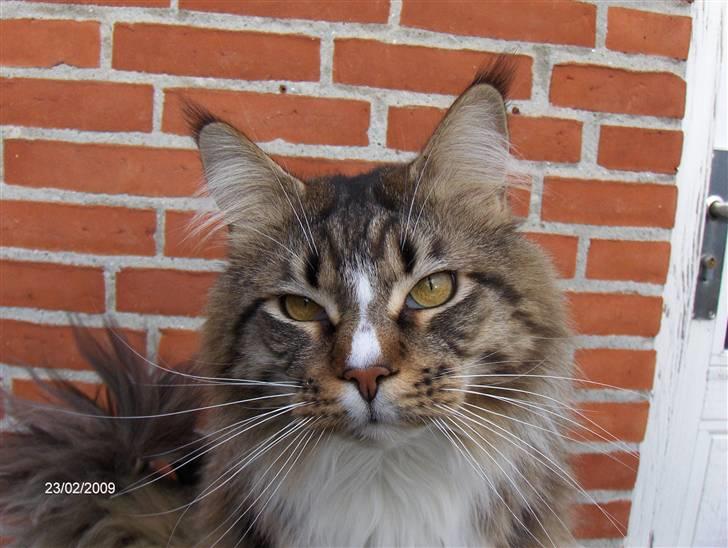 Maine Coon Hopeless Tribes Qato billede 14