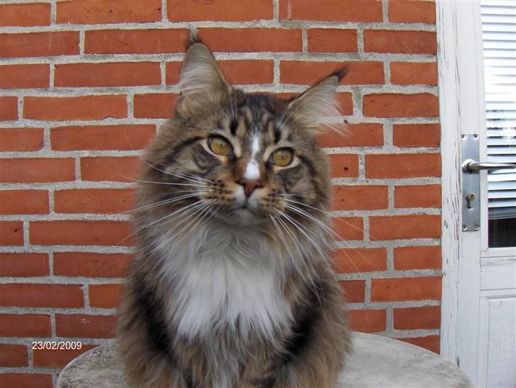 Maine Coon Hopeless Tribes Qato billede 15