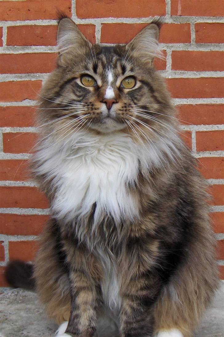 Maine Coon Hopeless Tribes Qato billede 16